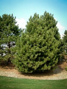 Сосна Чёрная (Pinus Nigra) купить по цене от 270.00р. в интернет-магазине «Посадика» с доставкой почтой в в Воскресенске и по всей России – [изображение №1].