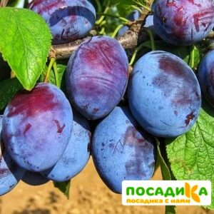 Слива Чачакская ранняя купить по цене от 229.00р. в интернет-магазине «Посадика» с доставкой почтой в в Воскресенске и по всей России – [изображение №1].