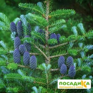 Пихта корейская (Abies koreana) купить по цене от 450.00р. в интернет-магазине «Посадика» с доставкой почтой в в Воскресенске и по всей России – [изображение №1].