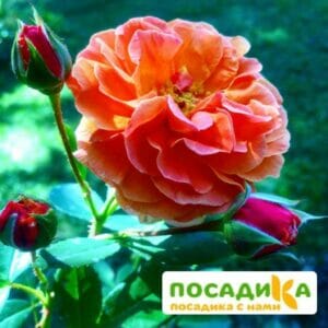 Роза Арабия купить по цене от 350.00р. в интернет-магазине «Посадика» с доставкой почтой в в Воскресенске и по всей России – [изображение №1].