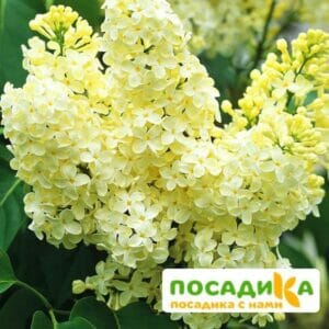 Сирень Примроуз (Primrose) купить по цене от 529.00р. в интернет-магазине «Посадика» с доставкой почтой в в Воскресенске и по всей России – [изображение №1].