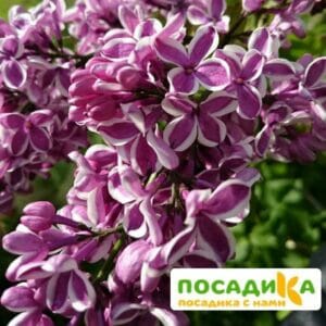 Сирень Сенсация купить по цене от 529.00р. в интернет-магазине «Посадика» с доставкой почтой в в Воскресенске и по всей России – [изображение №1].