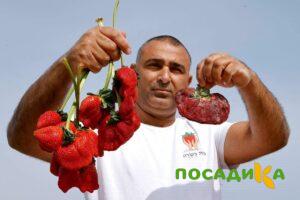 Клубника Гигант Джорнея купить по цене от 266р. в интернет-магазине «Посадика» с доставкой почтой в в Воскресенске и по всей России – [изображение №1].