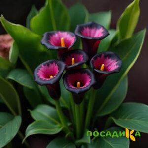 Калла Аура Лейс купить по цене от 400р. в интернет-магазине «Посадика» с доставкой почтой в в Воскресенске и по всей России – [изображение №1].