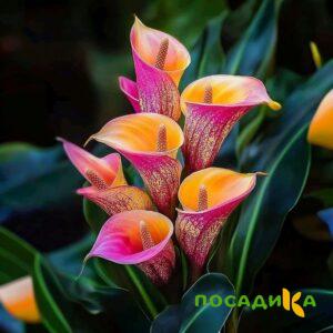 Калла Оникс купить по цене от 450р. в интернет-магазине «Посадика» с доставкой почтой в в Воскресенске и по всей России – [изображение №1].