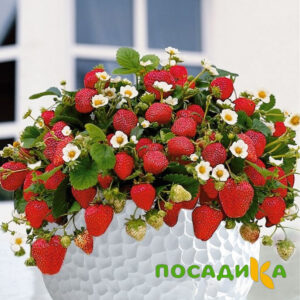 Клубника Рубиновый Шепот (горшечная) купить по цене от 240р. в интернет-магазине «Посадика» с доставкой почтой в в Воскресенске и по всей России – [изображение №1].