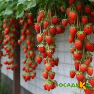 Клубника вьющаяся Комплимент купить по цене от 470р. в интернет-магазине «Посадика» с доставкой почтой в в Воскресенске и по всей России – [изображение №1].