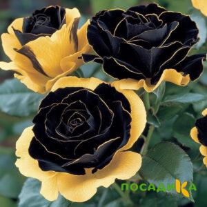 Роза Ханни Сикл купить по цене от 700р. в интернет-магазине «Посадика» с доставкой почтой в в Воскресенске и по всей России – [изображение №1].