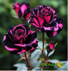 Роза Багровый Шепот купить по цене от 366р. в интернет-магазине «Посадика» с доставкой почтой в в Воскресенске и по всей России – [изображение №1].