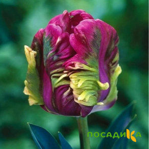 Тюльпан Экзотик Хэвен купить по цене от 186р. в интернет-магазине «Посадика» с доставкой почтой в в Воскресенске и по всей России – [изображение №1].