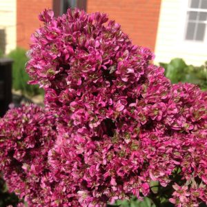 Флокс Филингс купить по цене от 329р. в интернет-магазине «Посадика» с доставкой почтой в в Воскресенске и по всей России – [изображение №1].