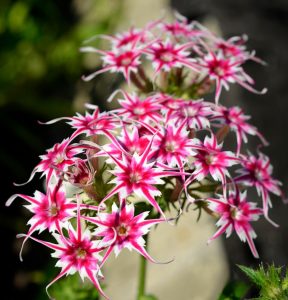 Флокс Метельчатый Путь купить по цене от 456р. в интернет-магазине «Посадика» с доставкой почтой в в Воскресенске и по всей России – [изображение №1].