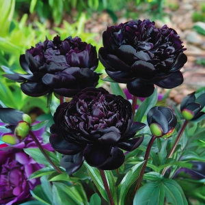 Пион Королевский Бархат купить по цене от 419р. в интернет-магазине «Посадика» с доставкой почтой в в Воскресенске и по всей России – [изображение №1].