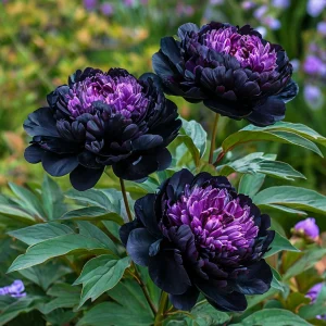 Пион Свэнс Даун купить по цене от 610р. в интернет-магазине «Посадика» с доставкой почтой в в Воскресенске и по всей России – [изображение №1].