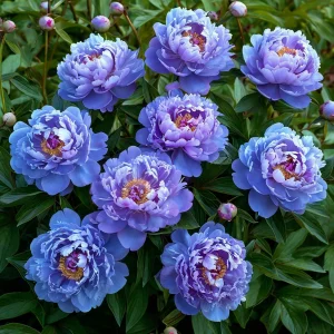 Пион Голубой лотос купить по цене от 590р. в интернет-магазине «Посадика» с доставкой почтой в в Воскресенске и по всей России – [изображение №1].