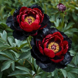 Пион Эбеновый Рубин купить по цене от 419р. в интернет-магазине «Посадика» с доставкой почтой в в Воскресенске и по всей России – [изображение №1].