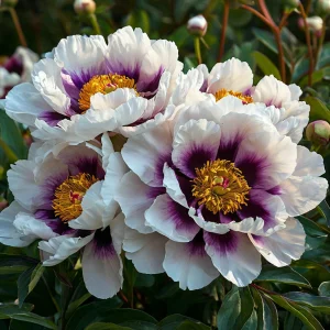 Пион Эко Саммер купить по цене от 548р. в интернет-магазине «Посадика» с доставкой почтой в в Воскресенске и по всей России – [изображение №1].