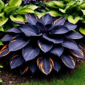 Хоста Умбра купить по цене от 349р. в интернет-магазине «Посадика» с доставкой почтой в в Воскресенске и по всей России – [изображение №1].