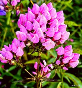 Флокс Бутоник купить по цене от 461р. в интернет-магазине «Посадика» с доставкой почтой в в Воскресенске и по всей России – [изображение №1].