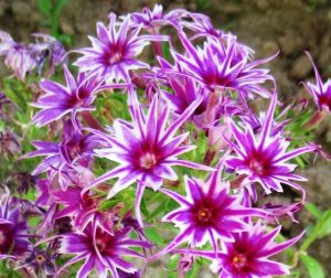 Флокс Звездное Кружево купить по цене от 361р. в интернет-магазине «Посадика» с доставкой почтой в в Воскресенске и по всей России – [изображение №1].