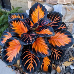 Хоста Сикрет Форест купить по цене от 601р. в интернет-магазине «Посадика» с доставкой почтой в в Воскресенске и по всей России – [изображение №1].